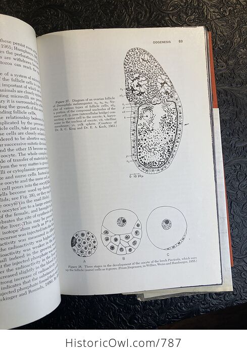 An Introduction to Embryology Third Edition Medical Sciences Book by Balinsky C1970 - #7N1YFbC2J7M-4