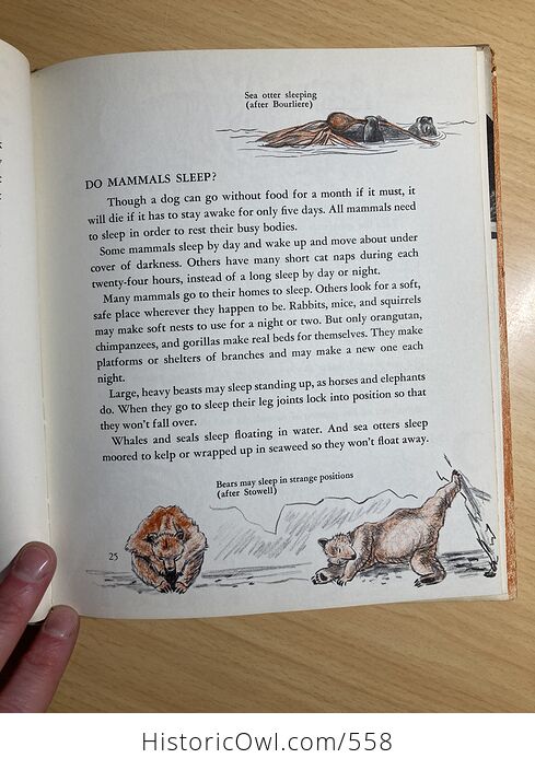 The First Book of Mammals by Margaret Williamson C1957 - #OkJdZKi0uBc-9