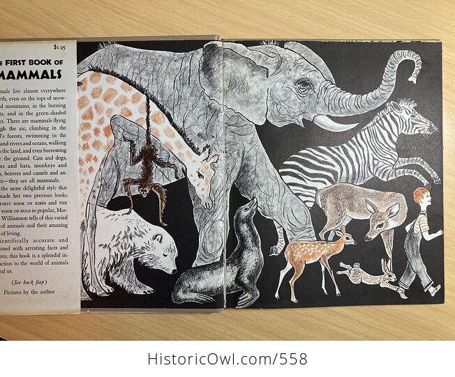 The First Book of Mammals by Margaret Williamson C1957 - #OkJdZKi0uBc-5