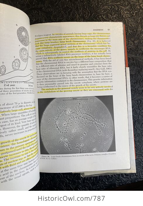 An Introduction to Embryology Third Edition Medical Sciences Book by Balinsky C1970 - #7N1YFbC2J7M-3