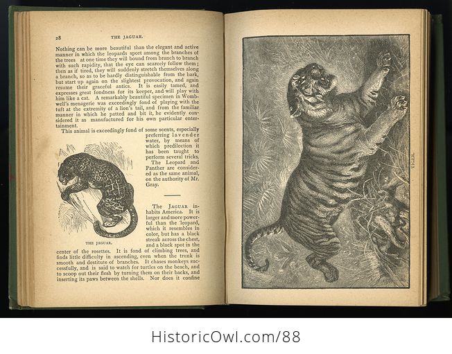 Antique Book Illustrated Natural History by Rev J G Wood C 1886 - #0v845OyfwtE-6