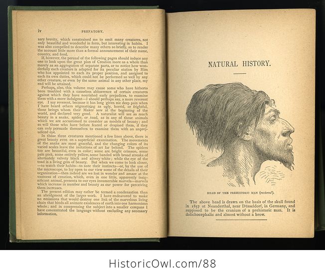 Antique Book Illustrated Natural History by Rev J G Wood C 1886 - #0v845OyfwtE-4
