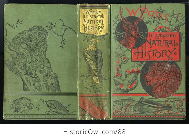 Antique Book Illustrated Natural History by Rev J G Wood C 1886 - #0v845OyfwtE-2