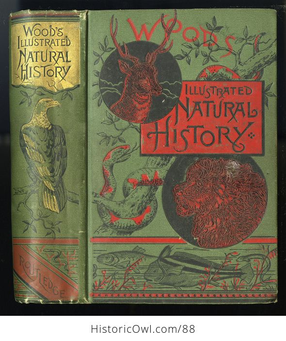 Antique Book Illustrated Natural History by Rev J G Wood C 1886 - #0v845OyfwtE-1