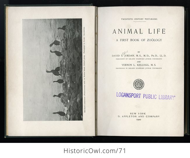 Antique Illustrated Book Animal Life a First Book of Zoology by David S Jordan and Vernon Kellogg C1900 - #TGf55q9kVjw-4