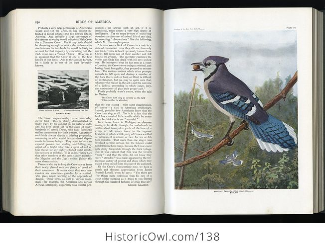 Antique Illustrated Book Birds of America Doubleday Doran and Company C1939 - #Ff8IxgAZDGg-11