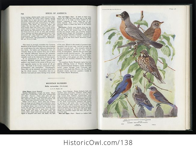 Antique Illustrated Book Birds of America Doubleday Doran and Company C1939 - #Ff8IxgAZDGg-12