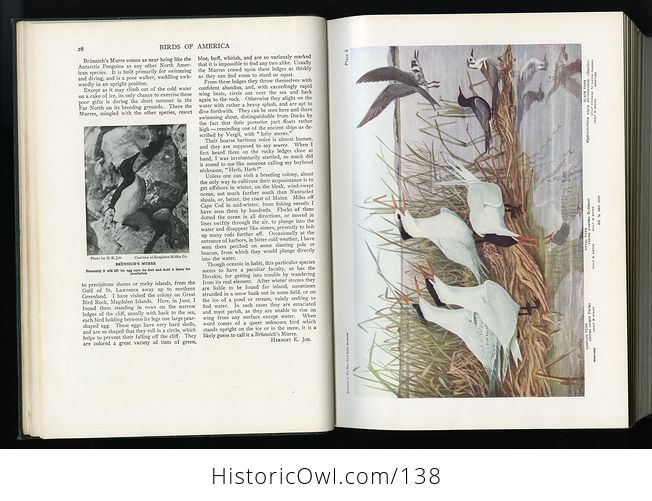 Antique Illustrated Book Birds of America Doubleday Doran and Company C1939 - #Ff8IxgAZDGg-9