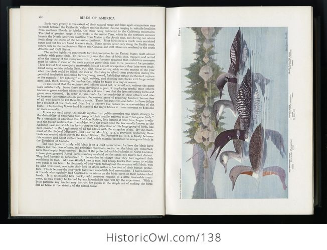 Antique Illustrated Book Birds of America Doubleday Doran and Company C1939 - #Ff8IxgAZDGg-8