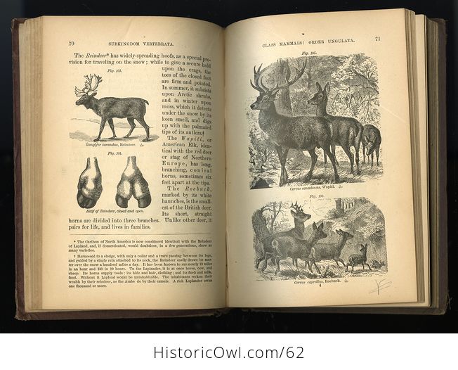 Antique Illustrated Book Fourteen Weeks in Zoology by J Dorman Steele C1872 - #B3KfniYdk0E-6
