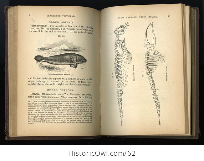 Antique Illustrated Book Fourteen Weeks in Zoology by J Dorman Steele C1872 - #B3KfniYdk0E-7
