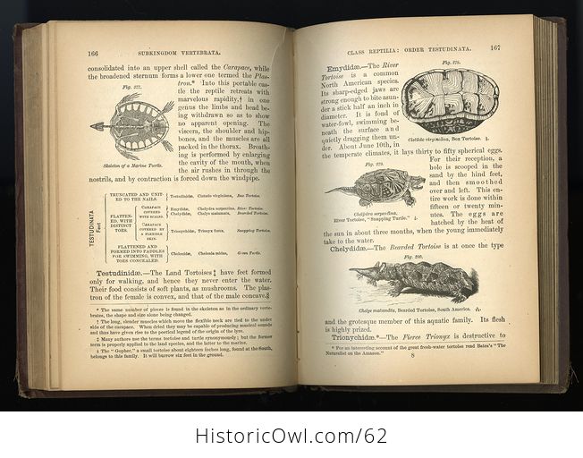 Antique Illustrated Book Fourteen Weeks in Zoology by J Dorman Steele C1872 - #B3KfniYdk0E-8