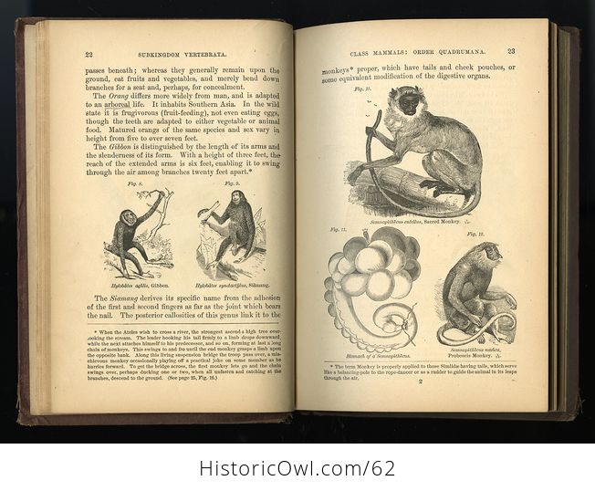 Antique Illustrated Book Fourteen Weeks in Zoology by J Dorman Steele C1872 - #B3KfniYdk0E-5