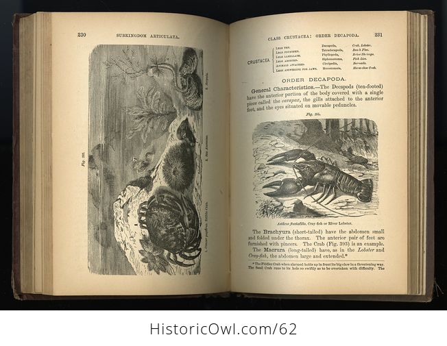 Antique Illustrated Book Fourteen Weeks in Zoology by J Dorman Steele C1872 - #B3KfniYdk0E-9