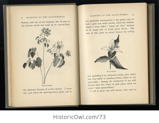Antique Illustrated Book Glimpses at the Plant World by Fanny D Bergen C 1984 - #QIIKZZt1Rr8-5