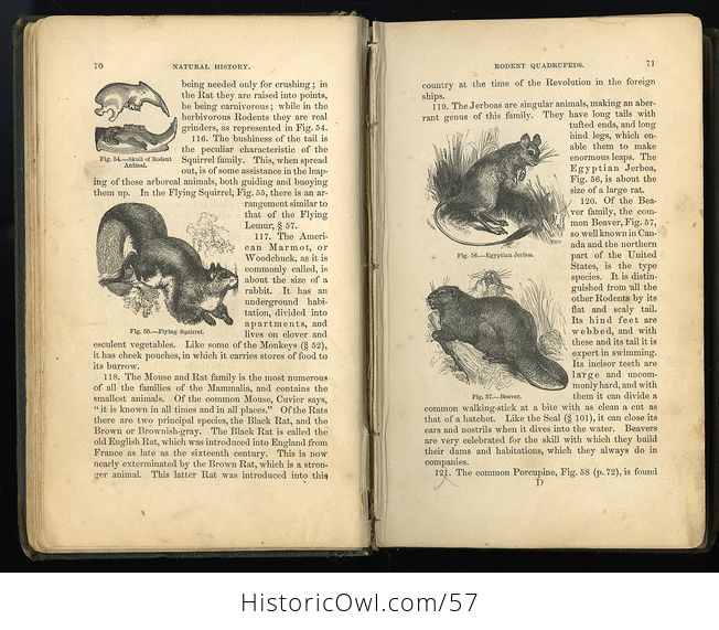 Antique Illustrated Book Natural History for the Use of Schools and Families by Worthington Hooker C1872 - #5KGAGUVt9Qk-5