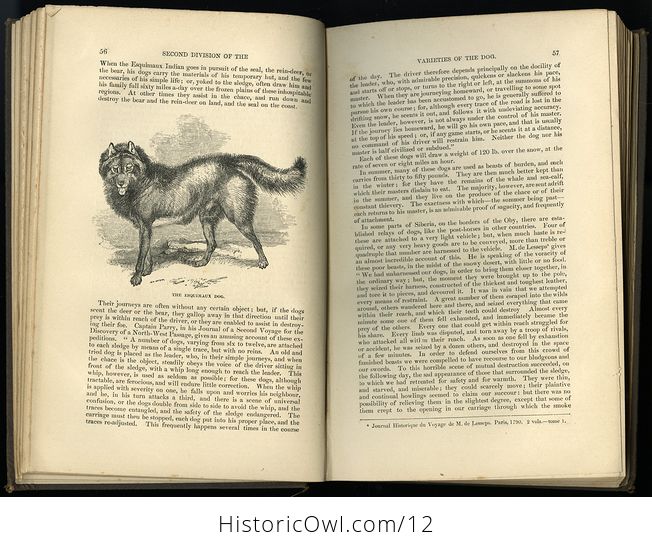 Antique Illustrated Book the Dog by William Youatt C1879 - #offK7OBGWBg-4