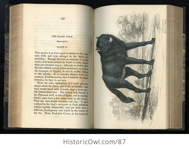 Antique Illustrated Book the Naturalists Library Volume Xviii Mammalia Dogs Vol I C1856 - #5WHMVCMRaIk-11