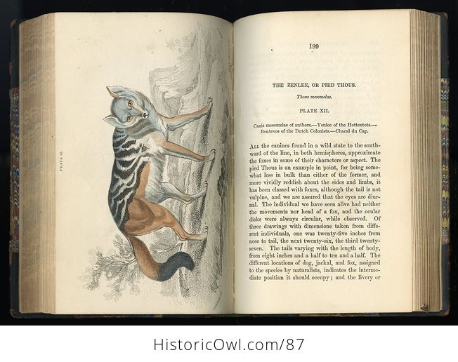 Antique Illustrated Book the Naturalists Library Volume Xviii Mammalia Dogs Vol I C1856 - #5WHMVCMRaIk-12