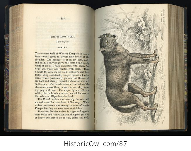 Antique Illustrated Book the Naturalists Library Volume Xviii Mammalia Dogs Vol I C1856 - #5WHMVCMRaIk-10