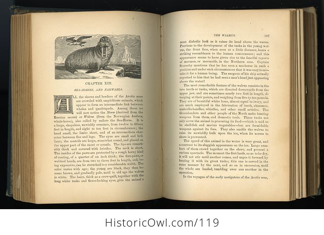 Antique Illustrated Book the Water World by J W Van Dervoort C1885 - #K6JsoYHxJ88-9