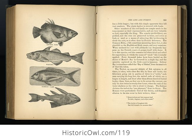 Antique Illustrated Book the Water World by J W Van Dervoort C1885 - #K6JsoYHxJ88-10
