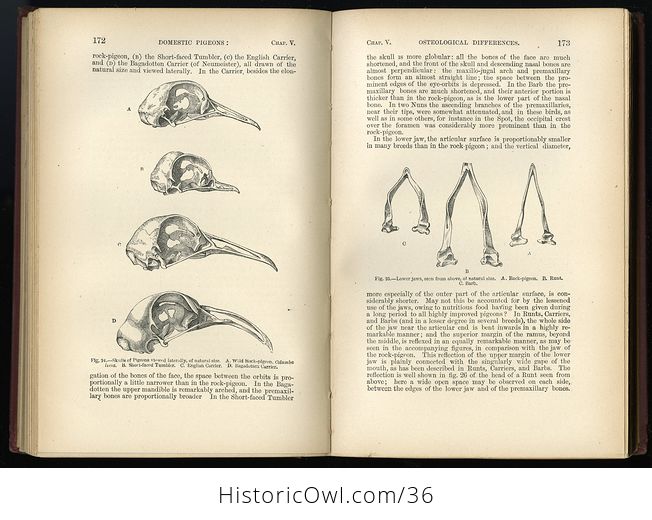 Antique Misprint Book the Variation of Animals and Plants Under Domestication by Charles Darwin C1898 - #fj3f0Yji7oc-2