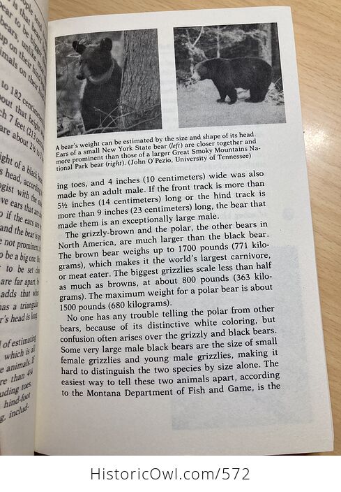 Black Bear the Spirit of the Wilderness Book by Barbara Ford C1981 - #4hMpyMPy9WA-5