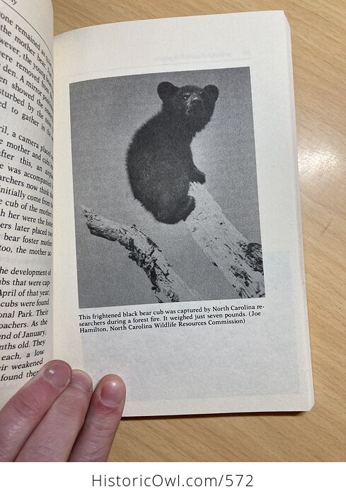 Black Bear the Spirit of the Wilderness Book by Barbara Ford C1981 - #4hMpyMPy9WA-6