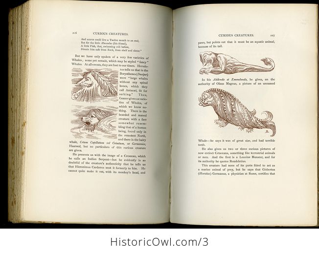 Curious Creatures in Zoology Antique Illustrated Book John Ashton C1890 - #ixJJWRWnFQg-10