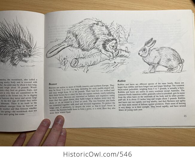 Drawing Wildlife Book by Gladys Emerson Cook - #0CZkzvUaOzk-4