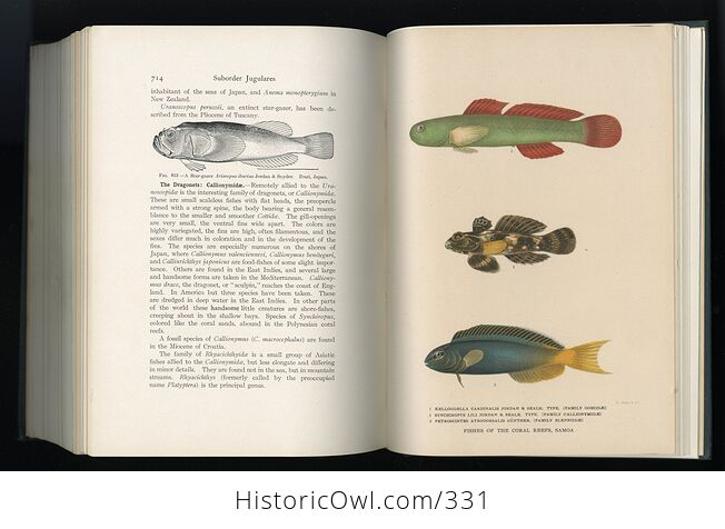 Fishes Book by David Starr Jordan C1925 - #mrkFhL7Yu2o-10