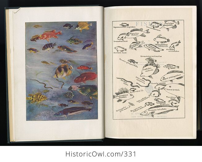 Fishes Book by David Starr Jordan C1925 - #mrkFhL7Yu2o-3