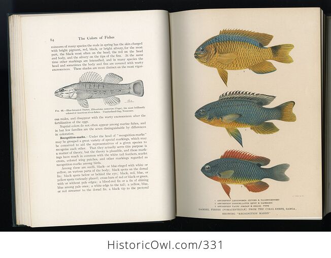 Fishes Book by David Starr Jordan C1925 - #mrkFhL7Yu2o-7