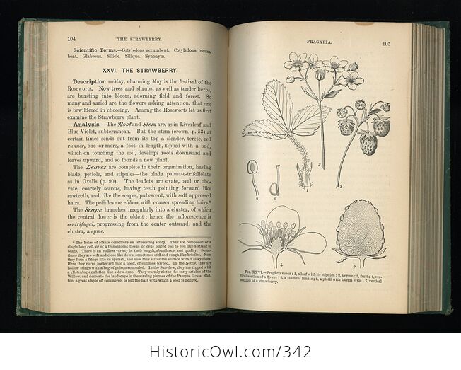 How to Study Plants Fourteen Weeks in Botany Being an Illustrated Flora Antique Illustrated Book by Alphonso Wood and J Dorman Steele C1879 - #rc4zlE1XwUU-8
