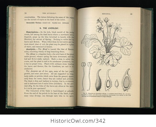How to Study Plants Fourteen Weeks in Botany Being an Illustrated Flora Antique Illustrated Book by Alphonso Wood and J Dorman Steele C1879 - #rc4zlE1XwUU-7