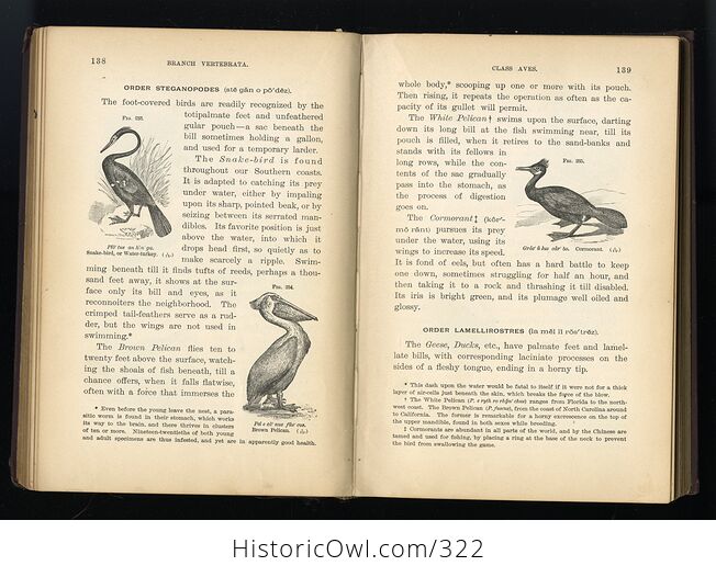 Popular Zoology Antique Illustrated Book by J Dorman Steele and Jwp Jenks C1895 - #n2jmUwQllfQ-9