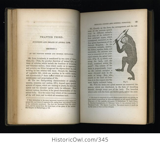 Principles of Zoology Antique Illustrated Book by Louis Agassiz and a a Gould C1857 - #lmKg528ZTJE-8