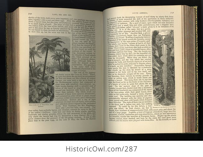The Creators Wonders in Living Nature or Marvels of Life in the Animal and Vegetable Kingdoms Antique Book by J Minshull - #XWeThfQRFWg-13