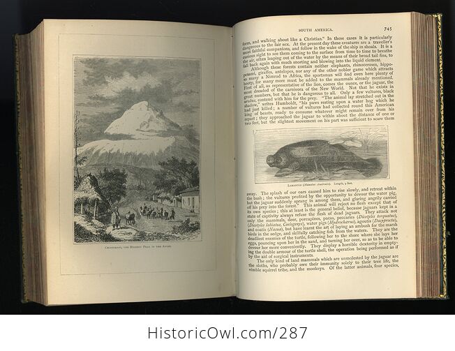 The Creators Wonders in Living Nature or Marvels of Life in the Animal and Vegetable Kingdoms Antique Book by J Minshull - #XWeThfQRFWg-14