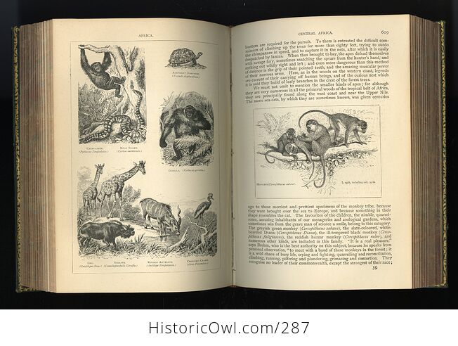 The Creators Wonders in Living Nature or Marvels of Life in the Animal and Vegetable Kingdoms Antique Book by J Minshull - #XWeThfQRFWg-11