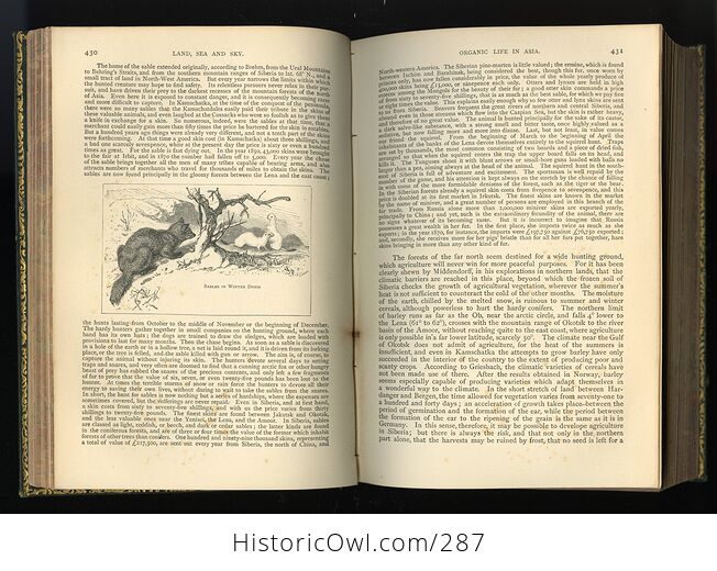 The Creators Wonders in Living Nature or Marvels of Life in the Animal and Vegetable Kingdoms Antique Book by J Minshull - #XWeThfQRFWg-9