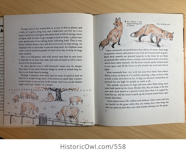 The First Book of Mammals by Margaret Williamson C1957 - #OkJdZKi0uBc-8