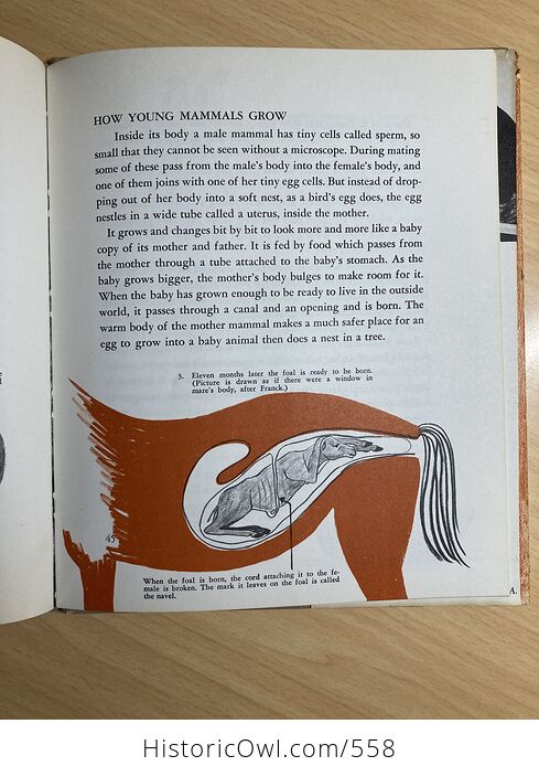 The First Book of Mammals by Margaret Williamson C1957 - #OkJdZKi0uBc-10