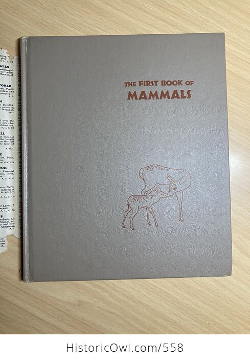 The First Book of Mammals by Margaret Williamson C1957 - #OkJdZKi0uBc-2