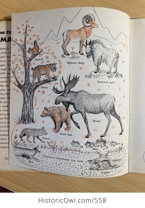 The First Book of Mammals by Margaret Williamson C1957 - #OkJdZKi0uBc-7