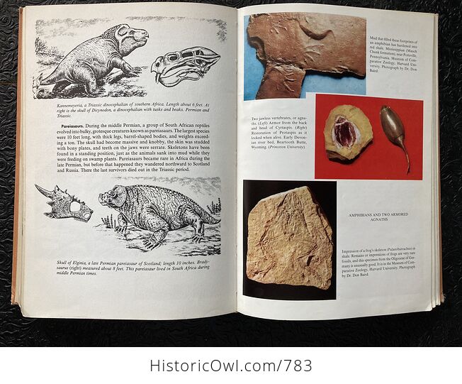 The Fossil Book a Record of Prehistoric Life by Carroll Lane Fenton and Mildred Adams Fenton C1958 - #UsCCcnkyRaI-15