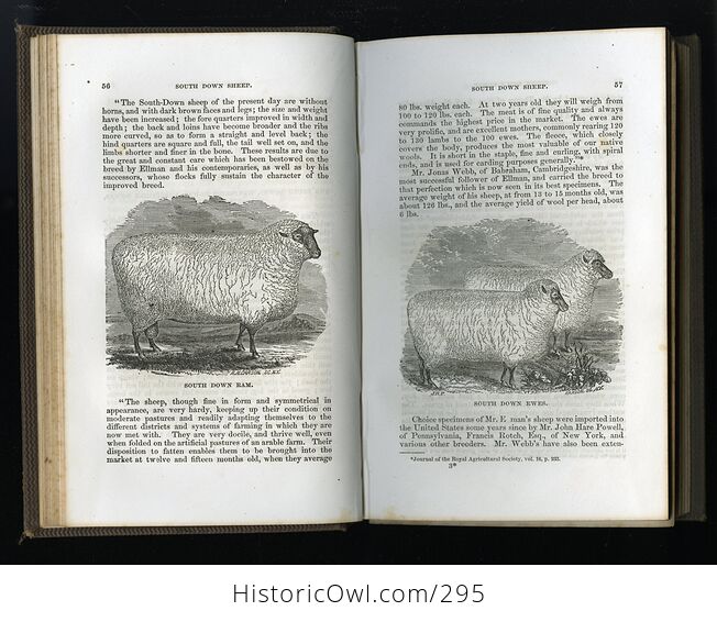 The Practical Shepherd a Complete Treatise on the Breeding Management and Diseases of Sheep Antique Illustrated Book by Henry S Randall Ll D C1863 - #8L5fynavtuE-8