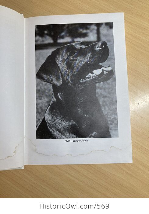 This Is the Labrador Retriever Book by Dorothy Howe C1972 - #wei0TjIMYZ4-5