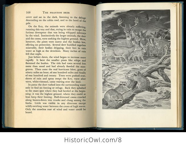 Vintage Book the Phantom Deer by Joseph Wharton Lippincott 1954 - #jOfUo1QJhAA-3